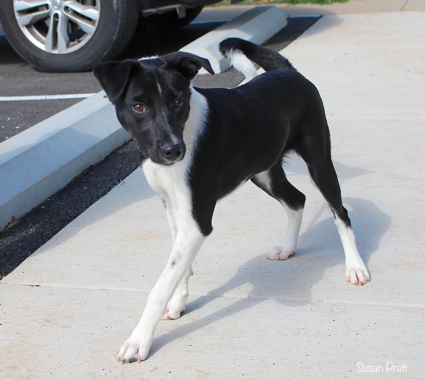 Enlarge Worm, an adopted mixed breed in Bedford, VA image 2/3