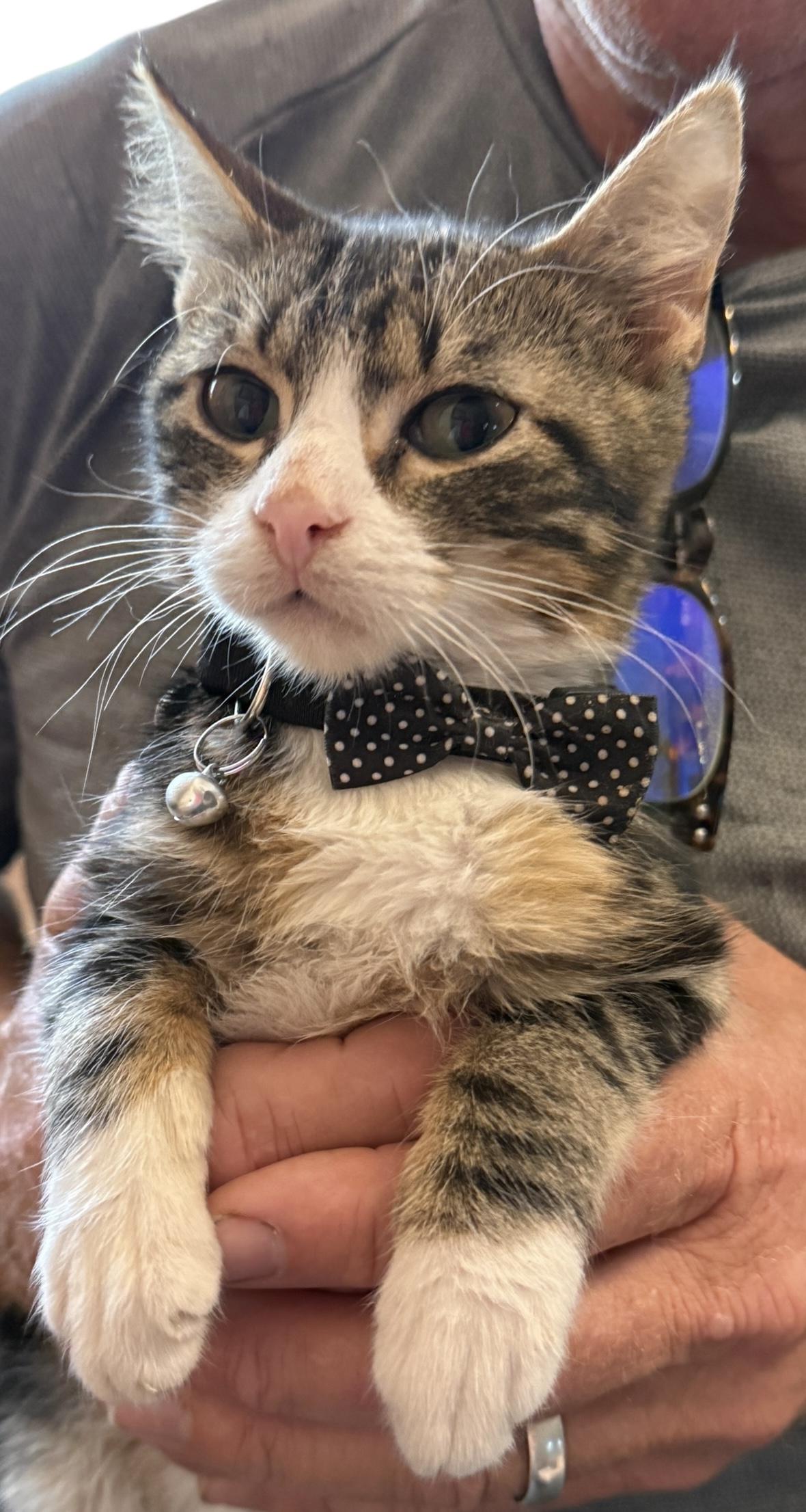 Enlarge Buddah Boy, an adopted mixed breed in Grove, OK image 1/4