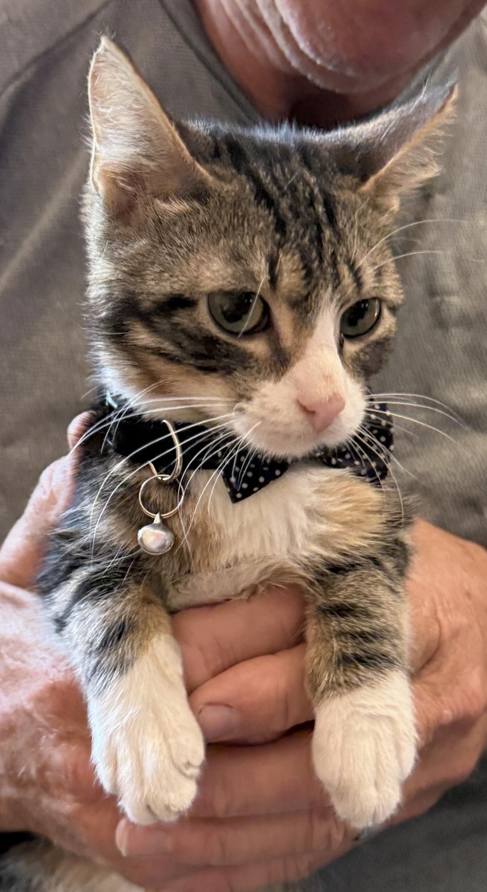 Enlarge Buddah Boy, an adopted mixed breed in Grove, OK image 2/4