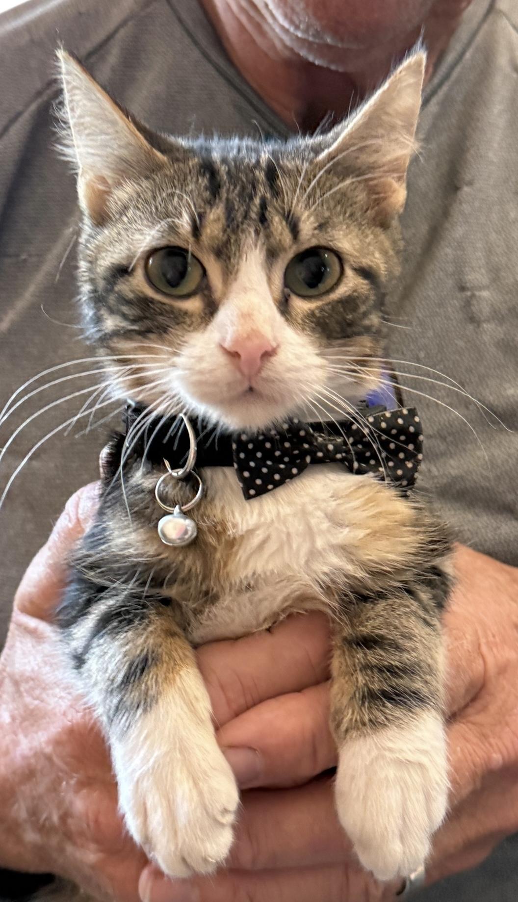 Enlarge Buddah Boy, an adopted mixed breed in Grove, OK image 3/4