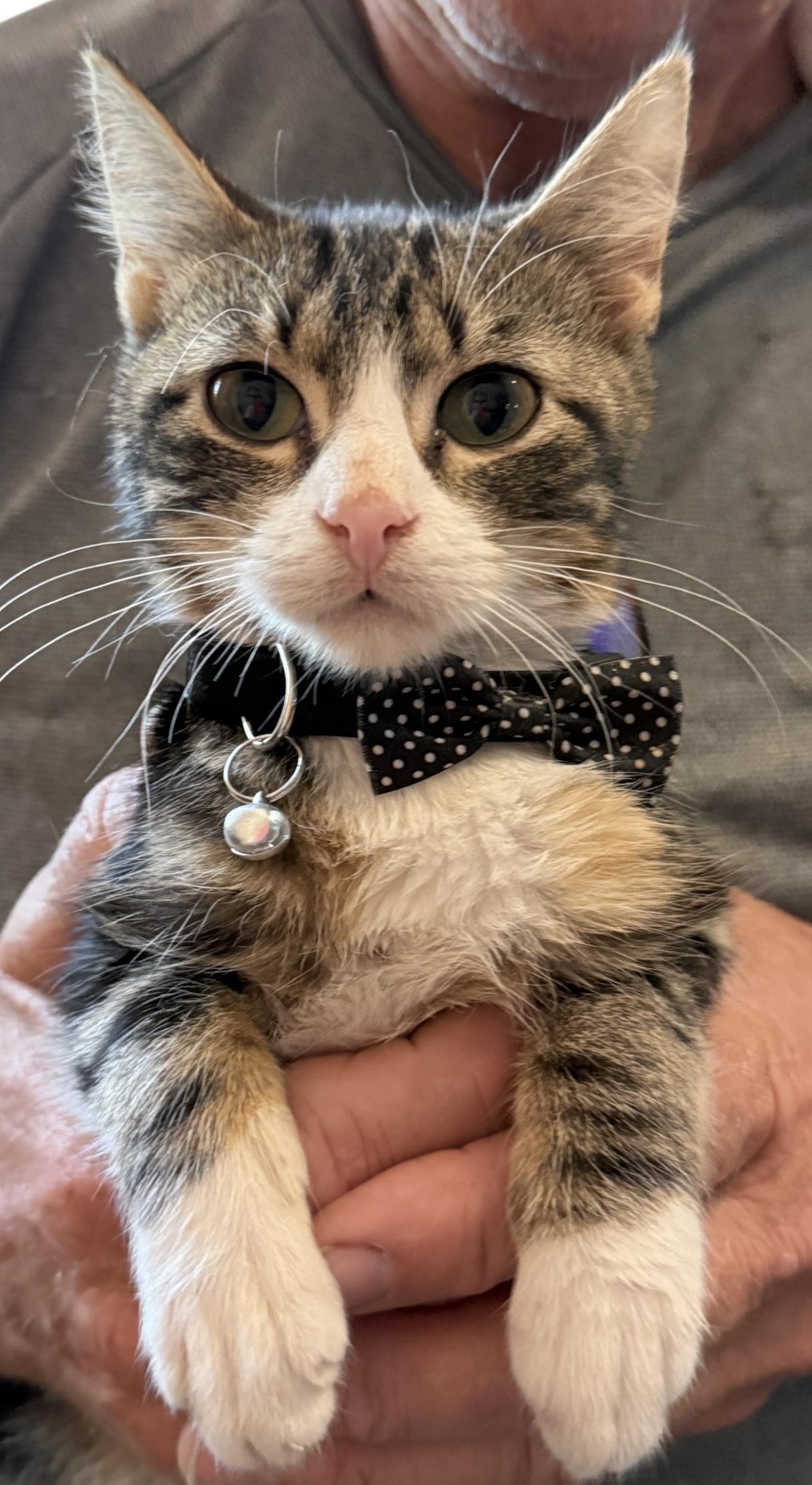 Enlarge Buddah Boy, an adopted mixed breed in Grove, OK image 4/4