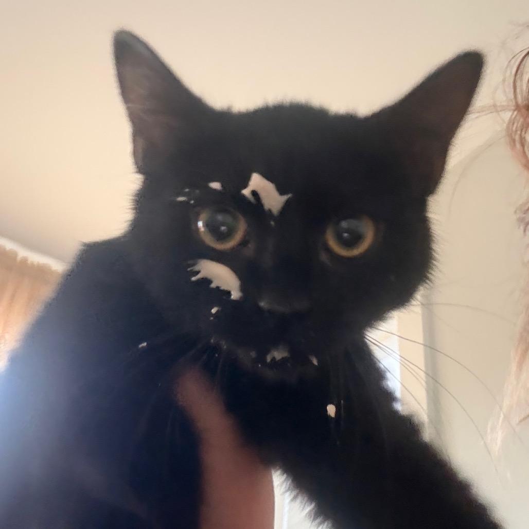 Vera, Adoptable, Kitten Female Domestic Short Hair.