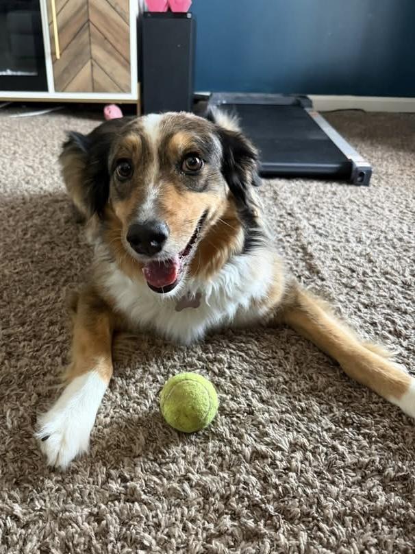 Enlarge Sable, an adopted Australian Shepherd in Alexandria, VA image 3/5