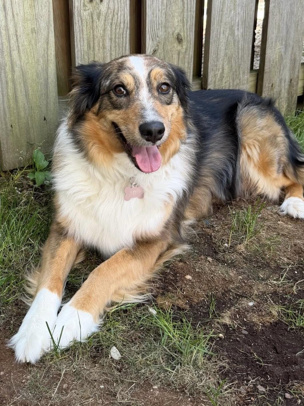 Sable, adopted, Adult Female Australian Shepherd.