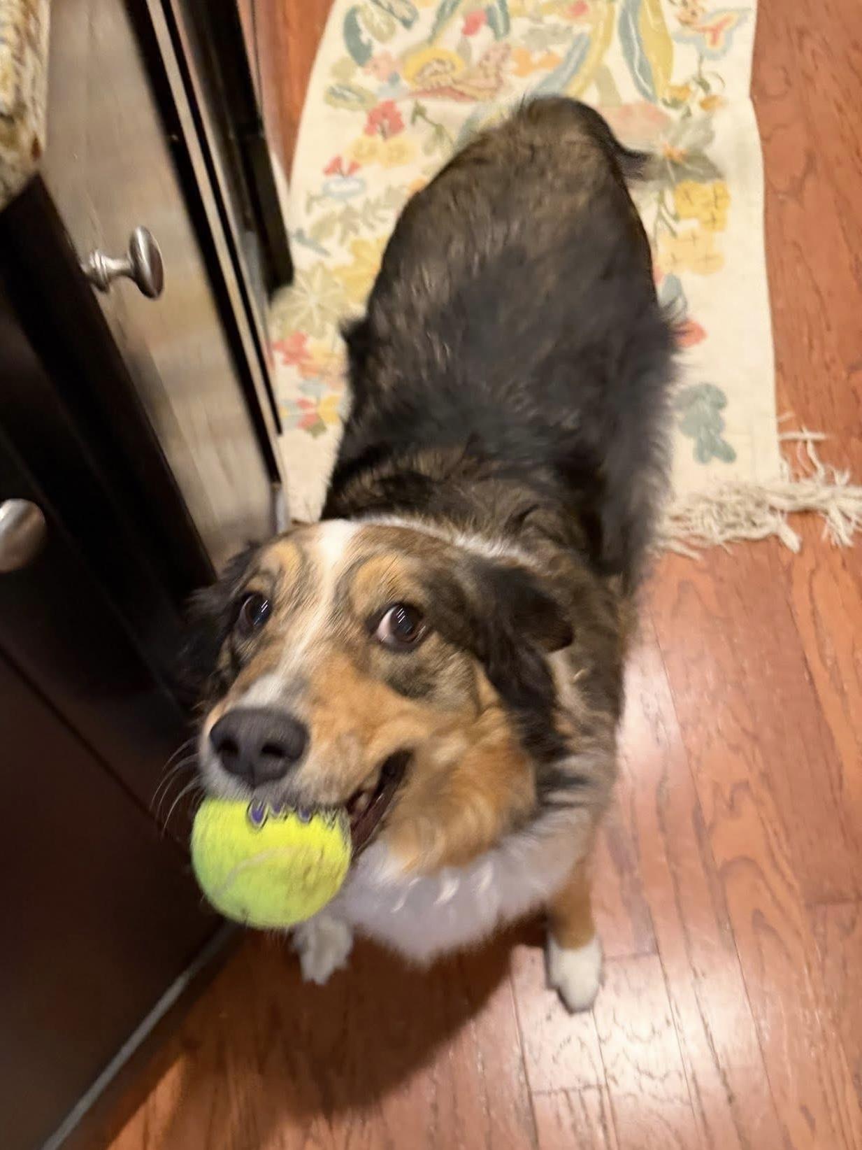 Enlarge Sable, an adopted Australian Shepherd in Alexandria, VA image 5/5