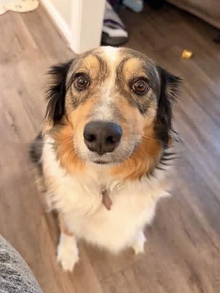Enlarge Sable, an adopted Australian Shepherd in Alexandria, VA image 4/5