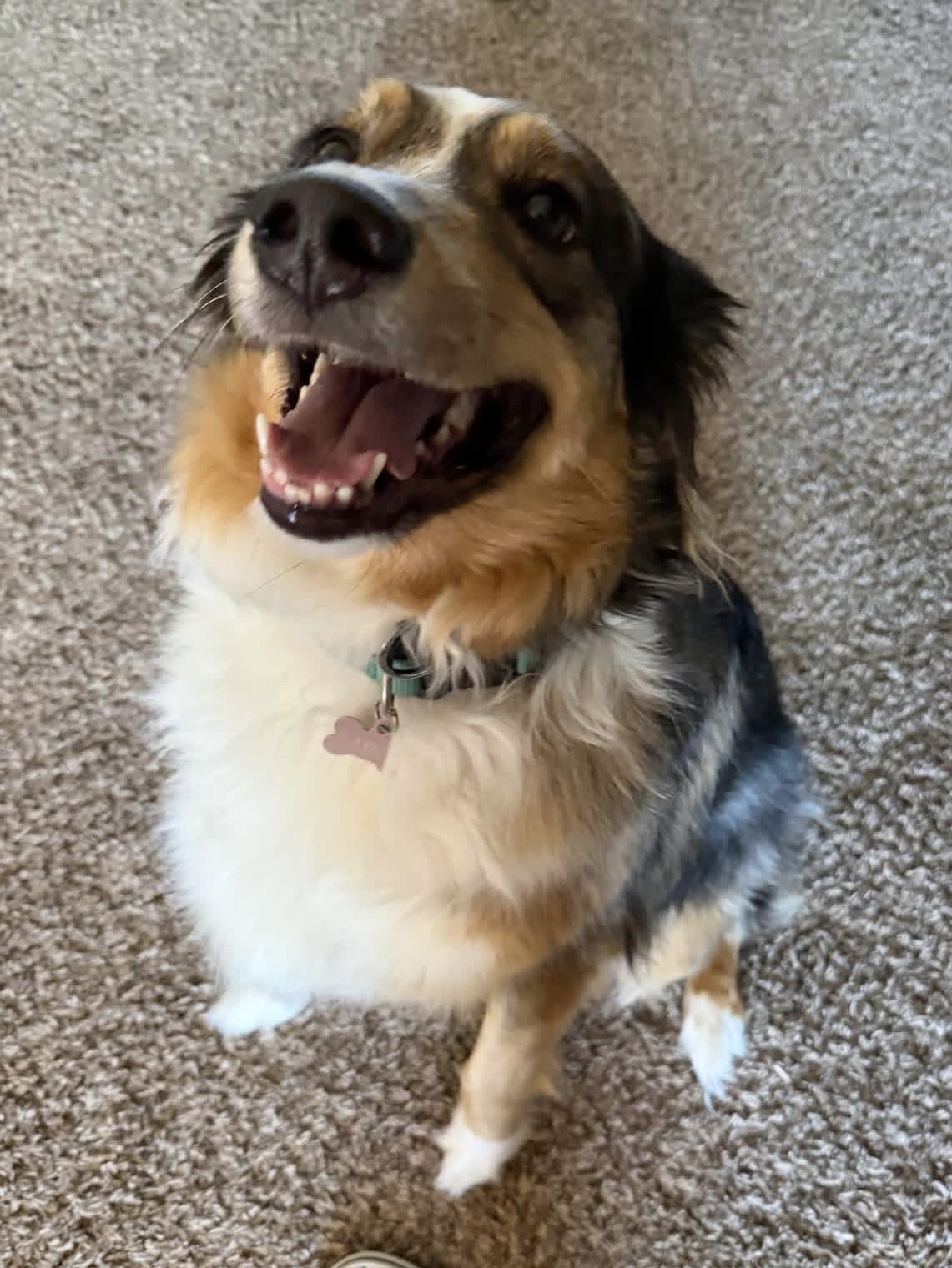 Enlarge Sable, an adopted Australian Shepherd in Alexandria, VA image 2/5