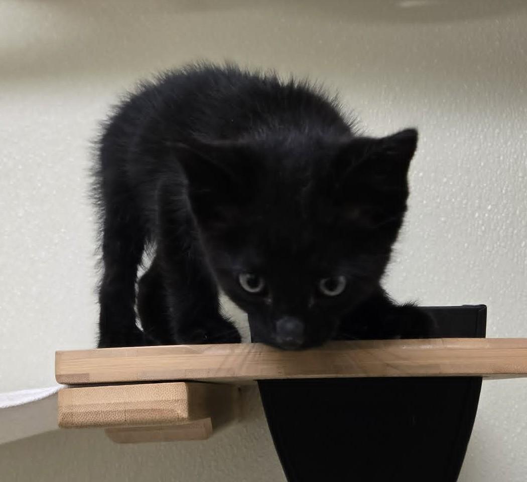 Enlarge Spot, an adopted Domestic Short Hair in Larned, KS image 2/2