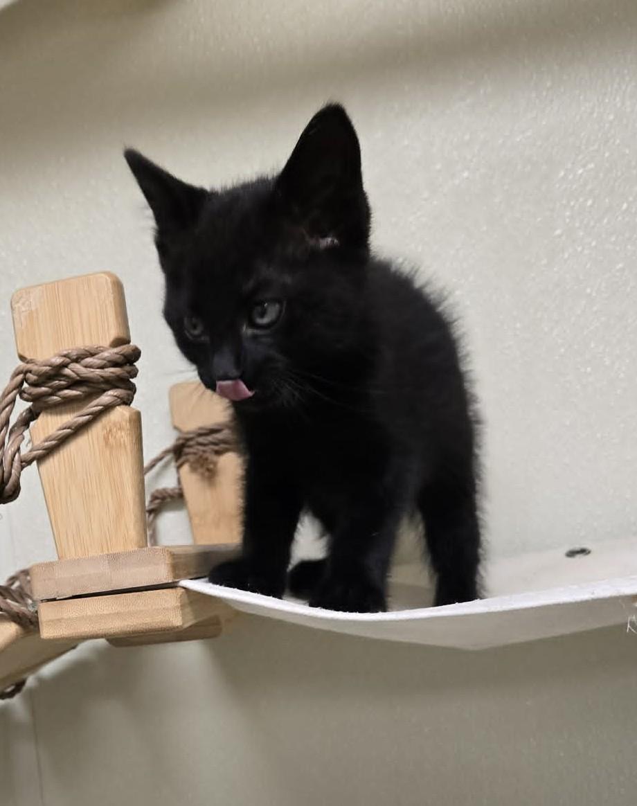 Enlarge Spot, an adopted Domestic Short Hair in Larned, KS image 1/2