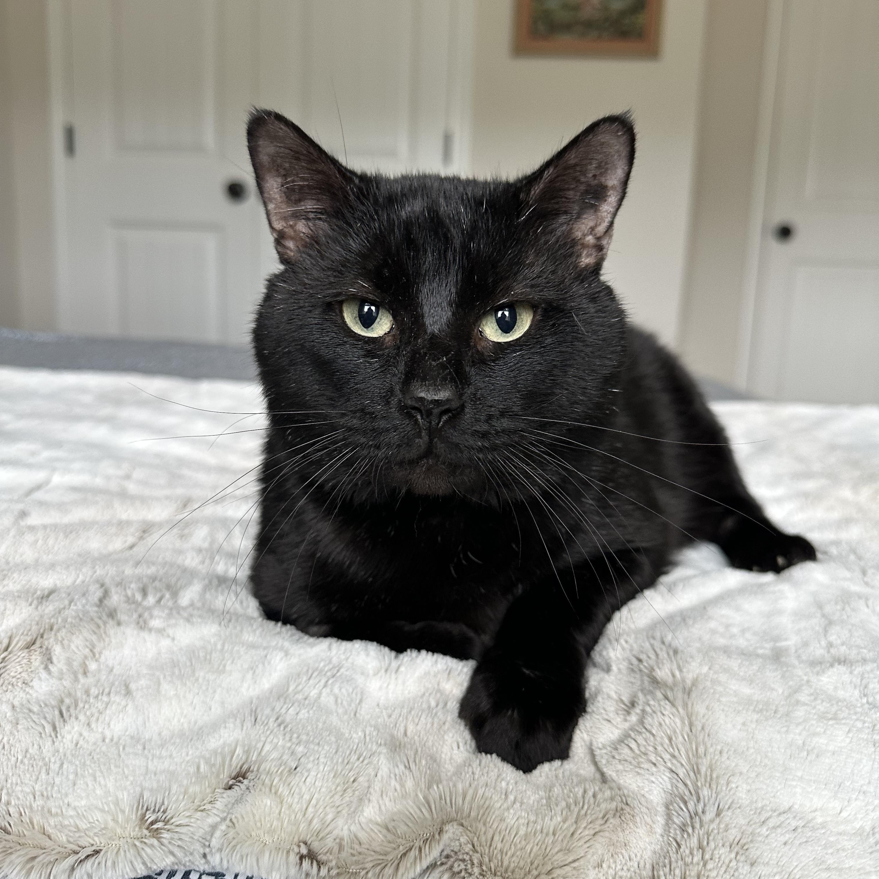 Bourbon, an adoptable Domestic Short Hair in Savannah, GA, 31406 | Photo Image 1