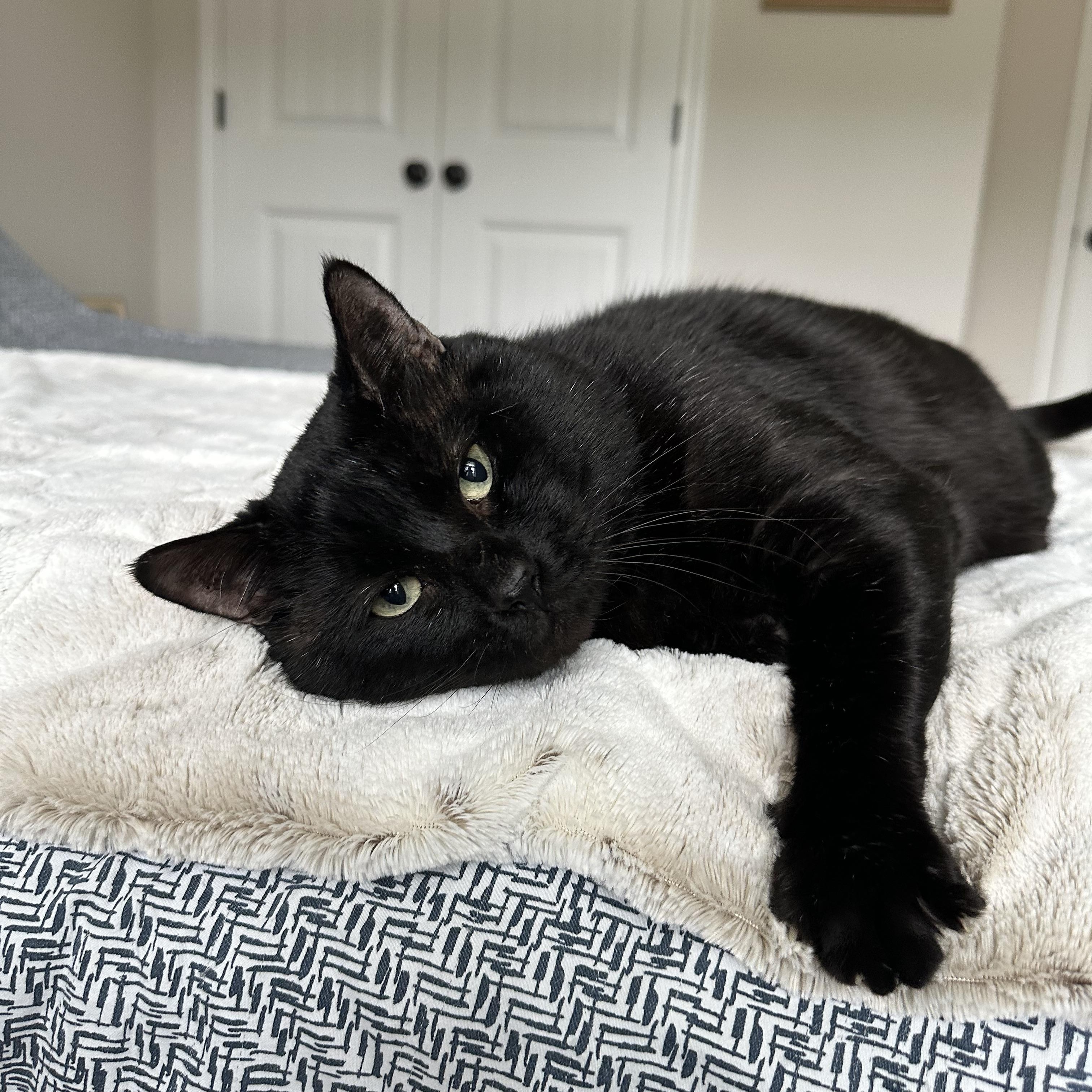 Bourbon, an adoptable Domestic Short Hair in Savannah, GA, 31406 | Photo Image 2