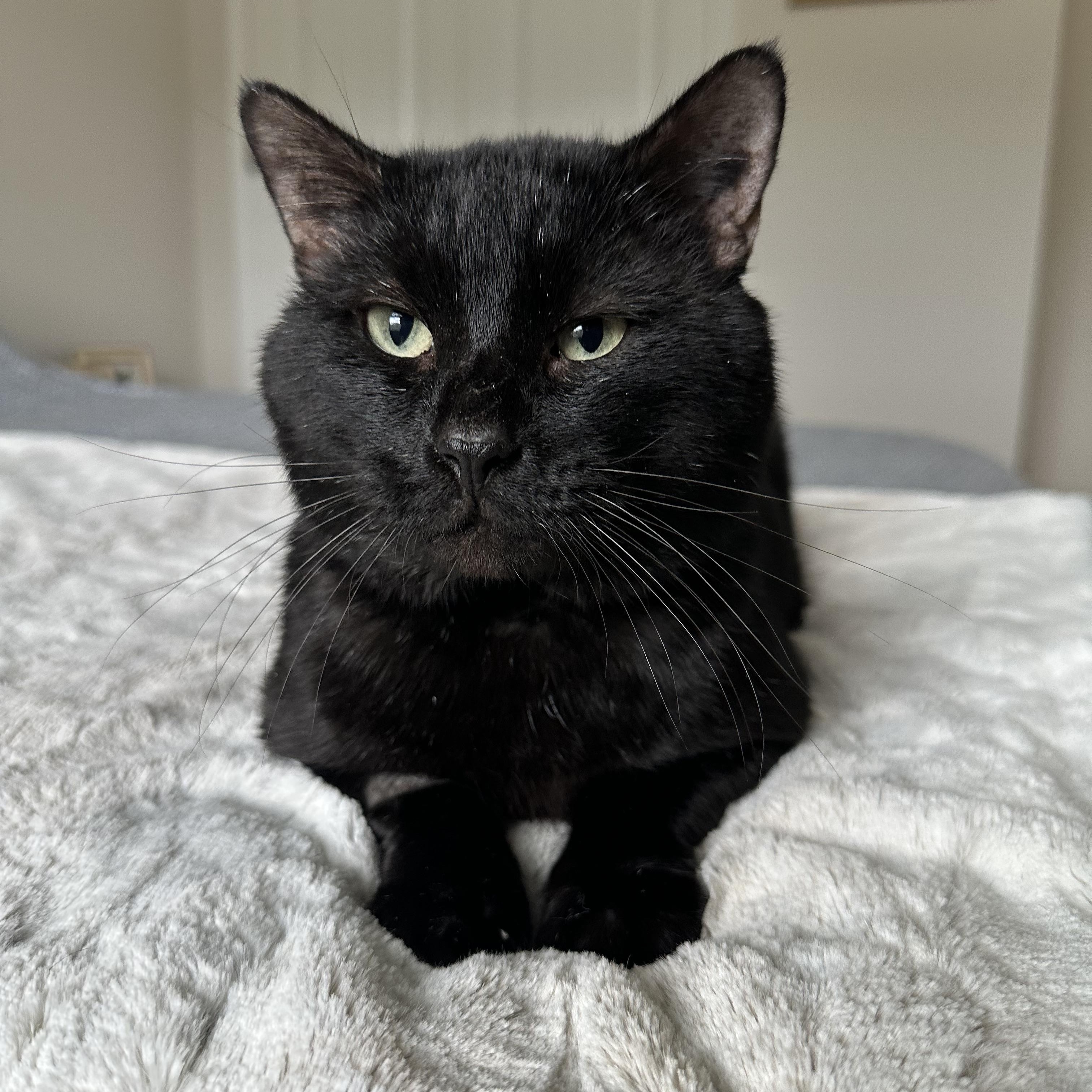 Enlarge Bourbon, a Adoptable Domestic Short Hair in Savannah, GA image 6/6