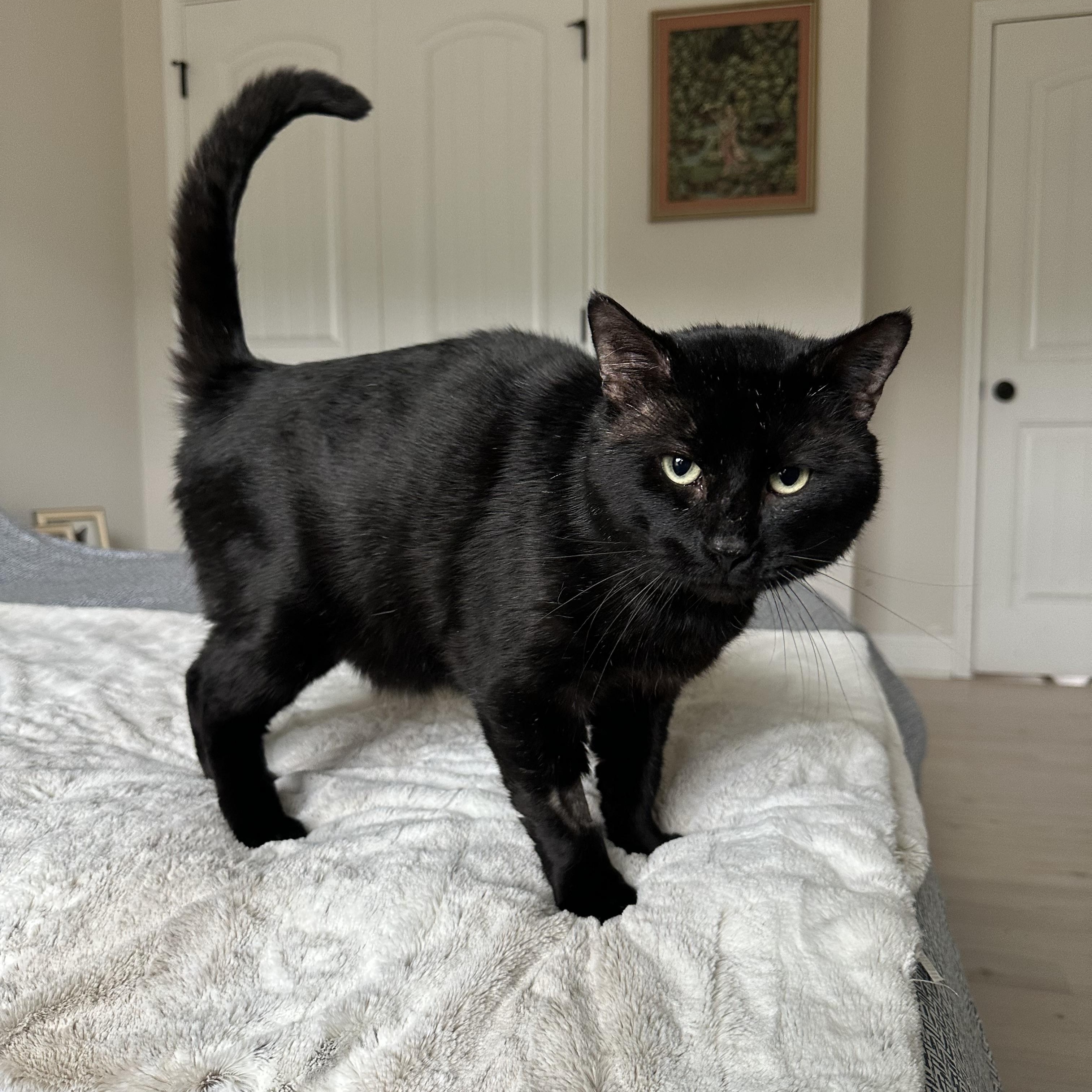 Enlarge Bourbon, a Adoptable Domestic Short Hair in Savannah, GA image 4/6