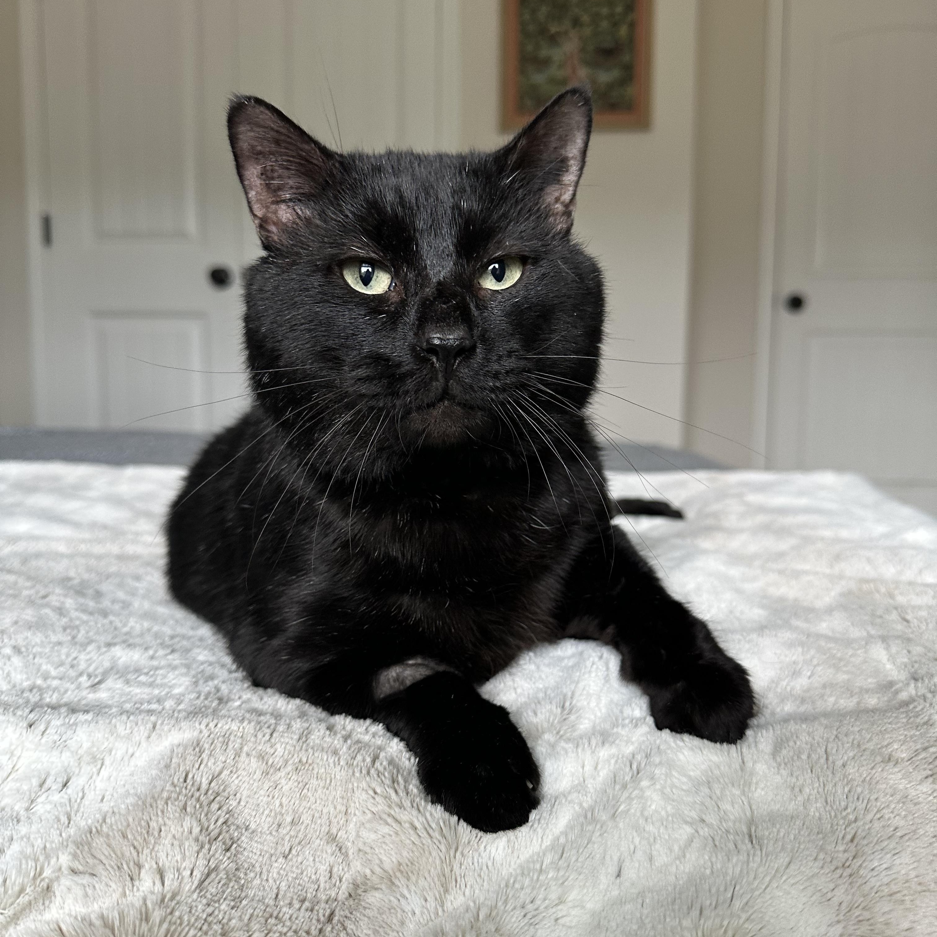 Bourbon, an adoptable Domestic Short Hair in Savannah, GA, 31406 | Photo Image 5