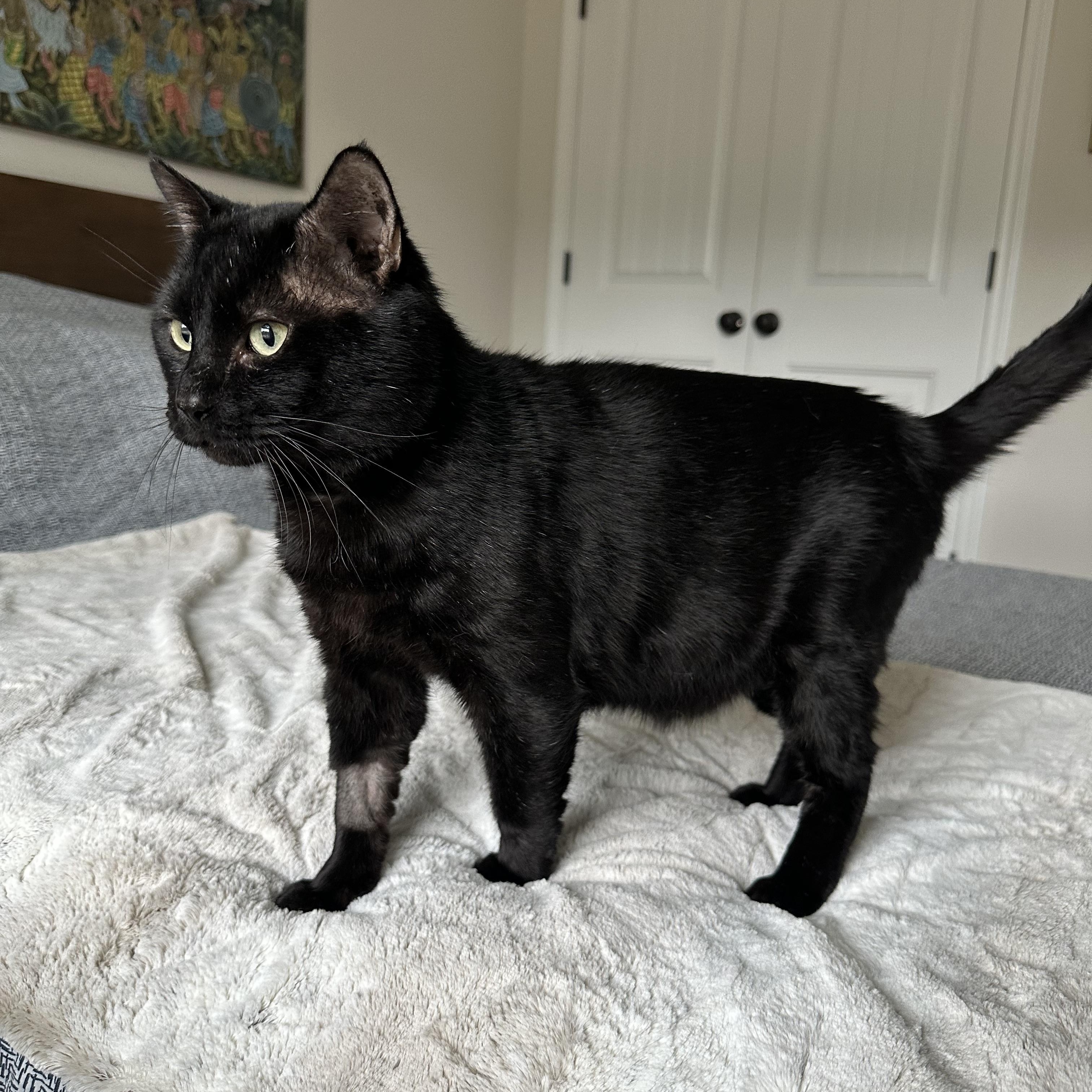 Bourbon, an adoptable Domestic Short Hair in Savannah, GA, 31406 | Photo Image 3