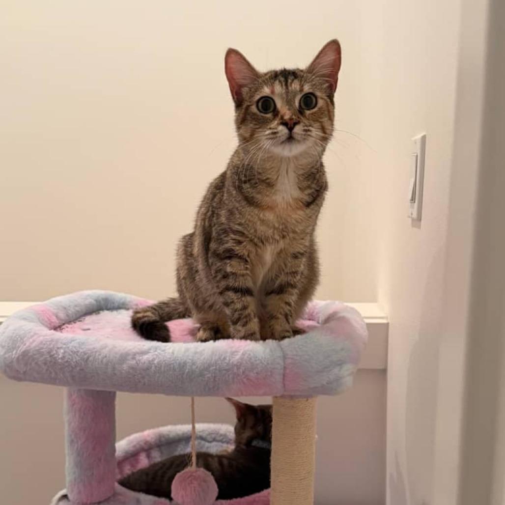 Scylla, Adoptable, Adult Female Domestic Short Hair.