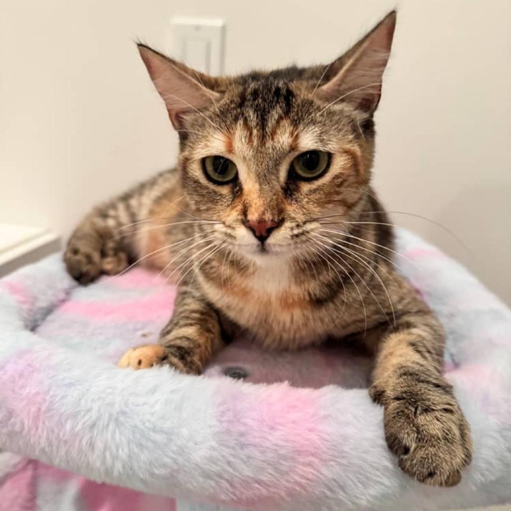 Scylla, a Adoptable Domestic Short Hair in Redmond, WA image 3/3