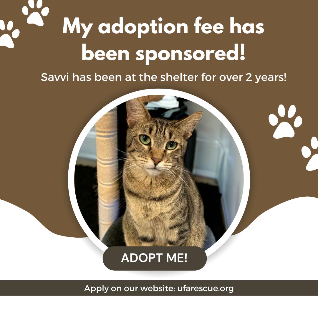 Enlarge Savvi, a Adoptable Domestic Short Hair in Margate, FL image 1/3