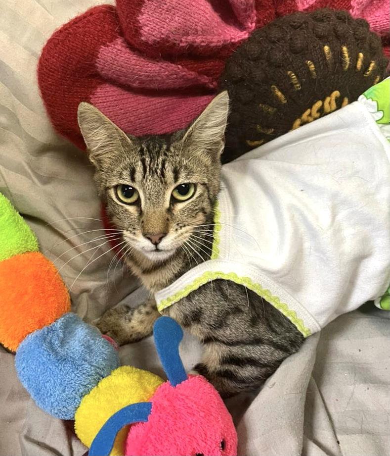 Enlarge Savvi, a Adoptable Domestic Short Hair in Margate, FL image 2/3