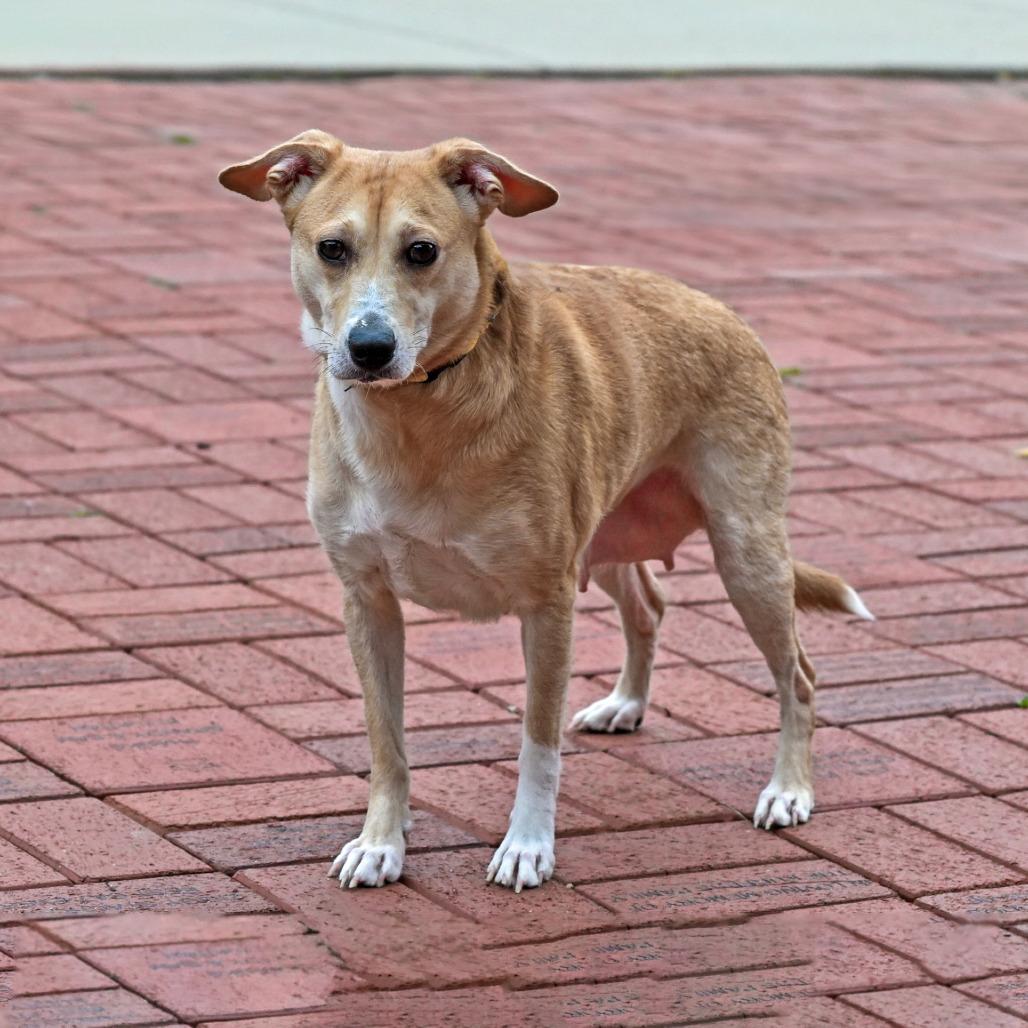 Lucille, Adoptable, Adult Female Yellow Labrador Retriever & Mixed Breed.