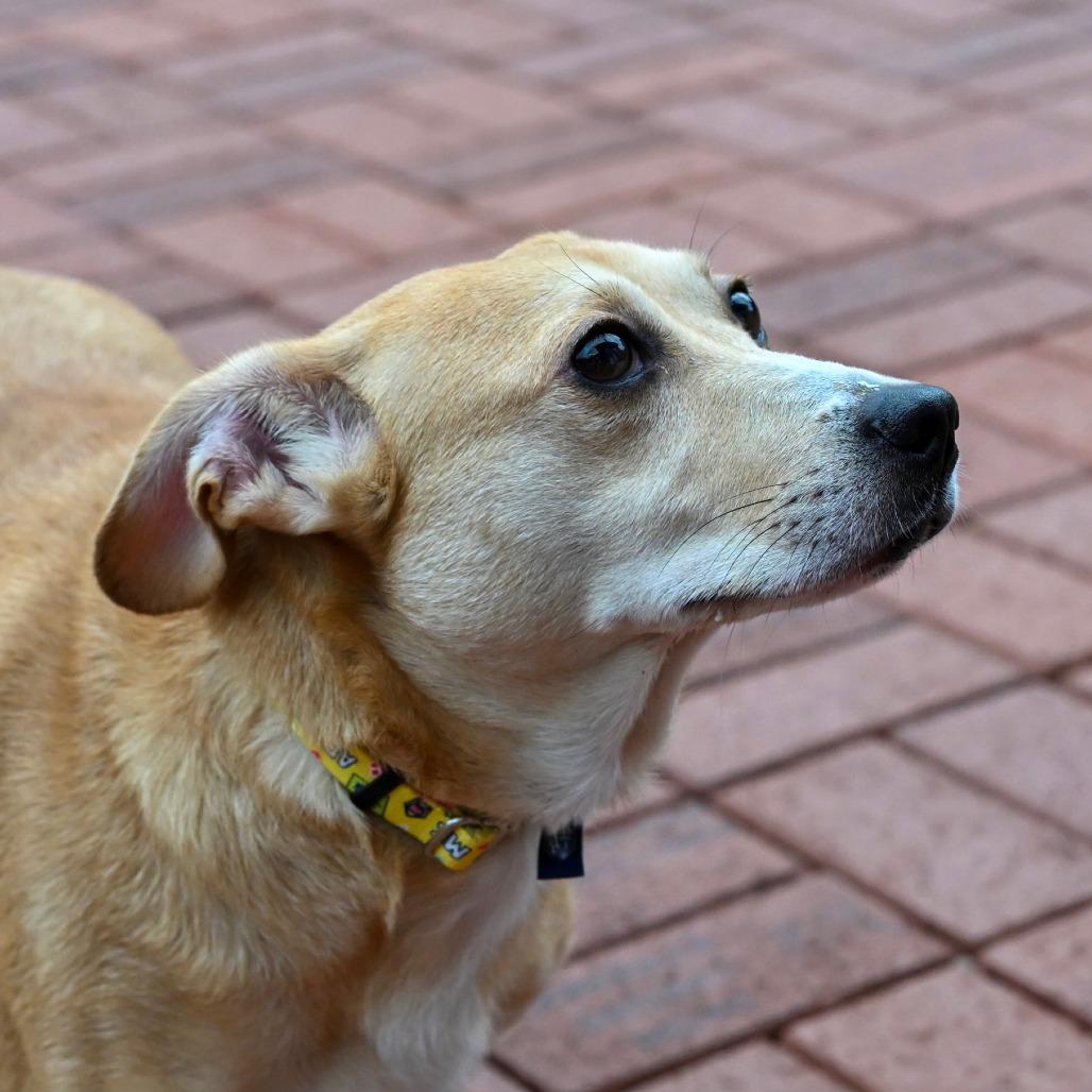 Enlarge Lucille, a Adoptable mixed breed in Arlington Heights, IL image 2/2