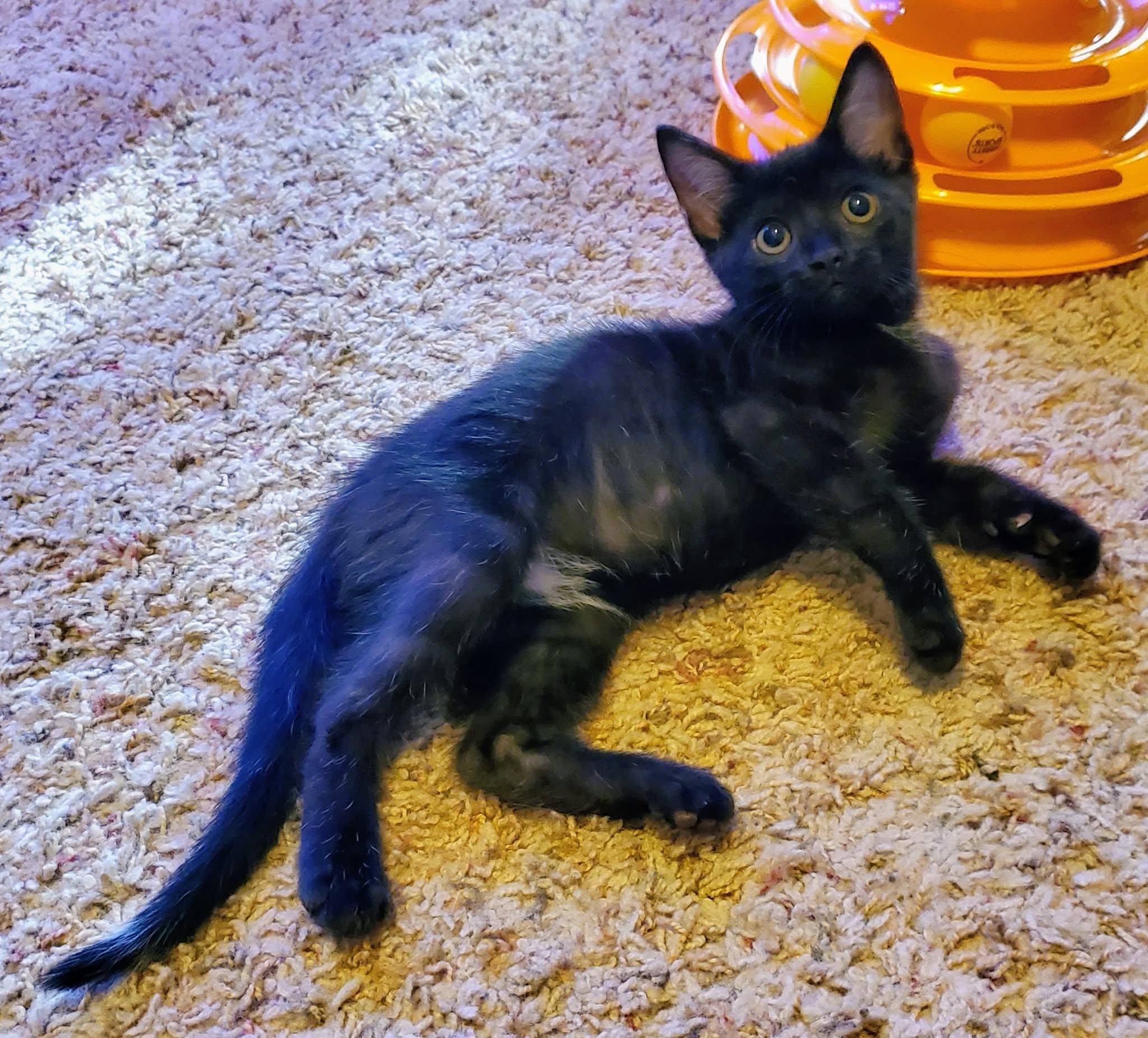 Ragnar, an adoptable Domestic Short Hair in Sedalia, MO image 4/6