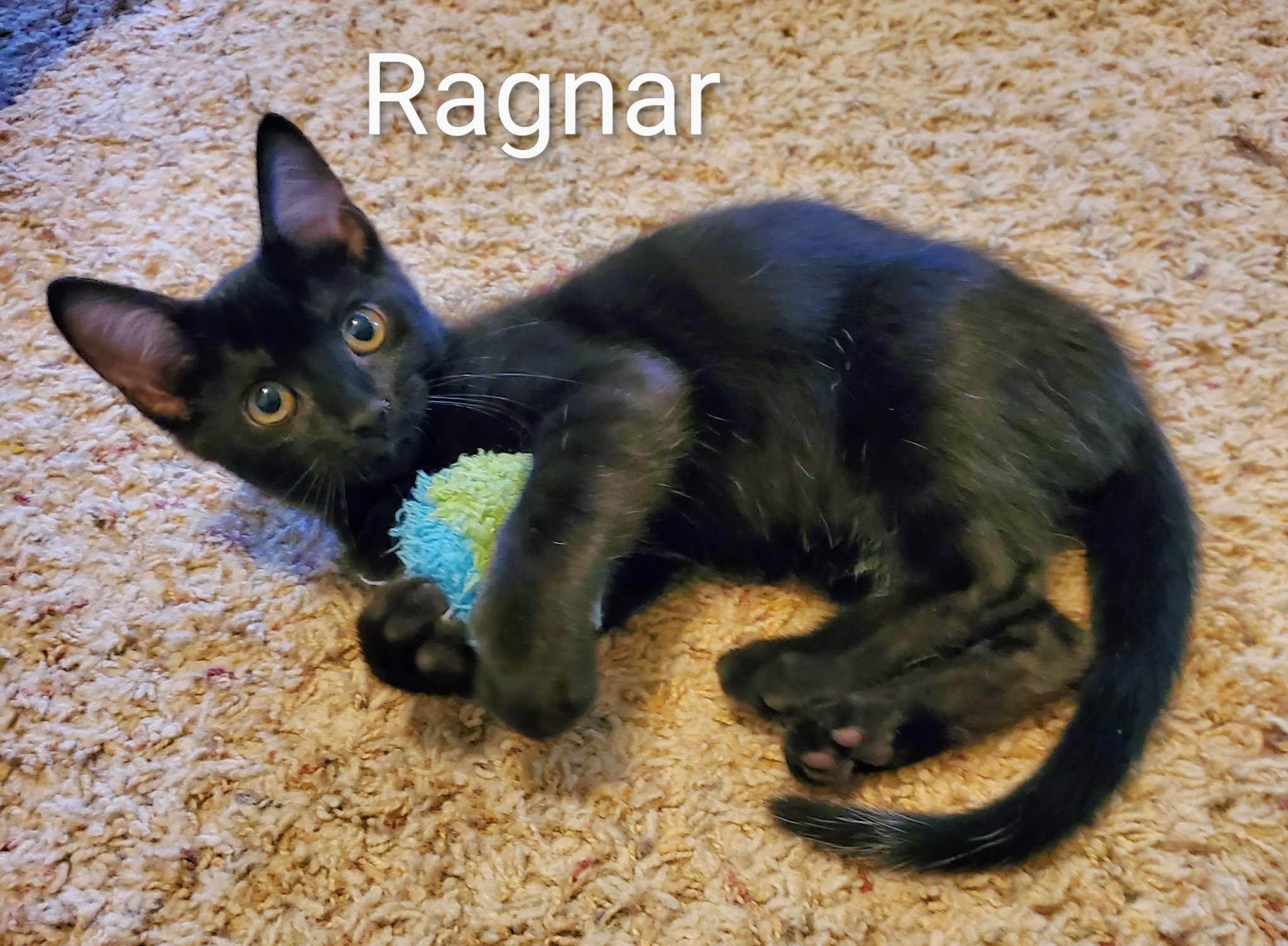 Ragnar, an adoptable Domestic Short Hair in Sedalia, MO image 5/6