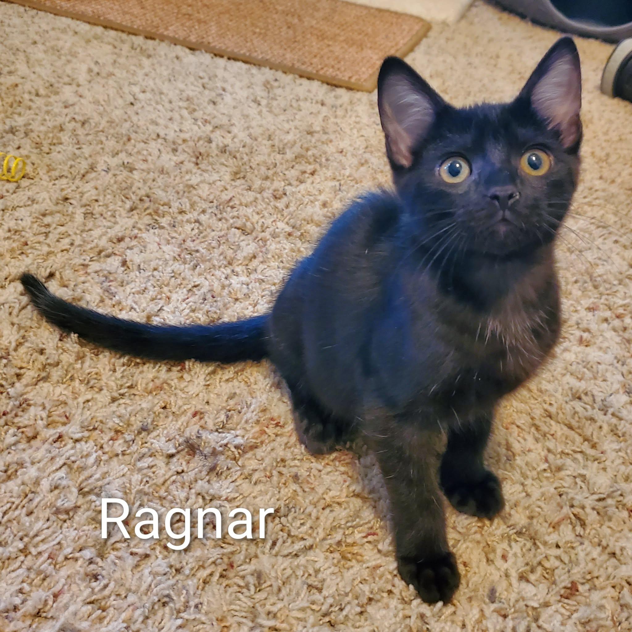 Ragnar, an adoptable Domestic Short Hair in Sedalia, MO image 1/6