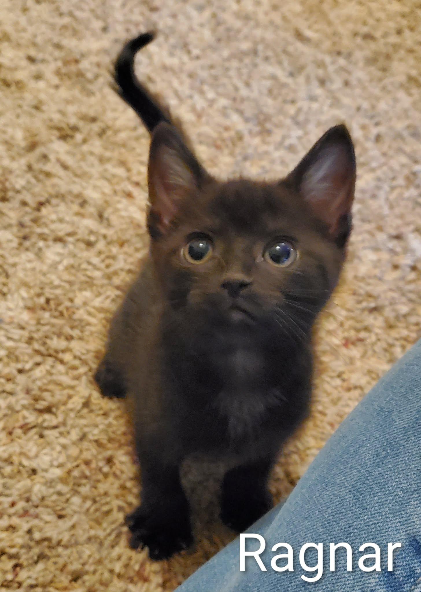 Ragnar, an adoptable Domestic Short Hair in Sedalia, MO image 2/6