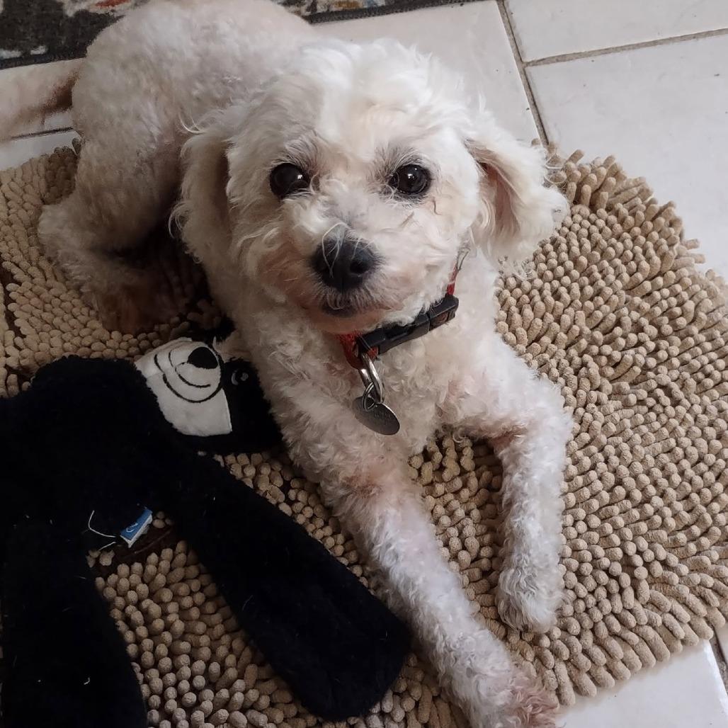 Sandy Rosie, Adoptable, Senior Female Poodle.