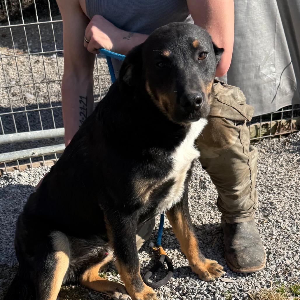 Quinncy, Adoptable, Young Male Mixed Breed & Mixed Breed.