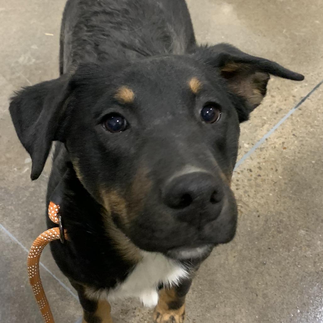 Quinncy, Adoptable, Young Male Mixed Breed & Mixed Breed.