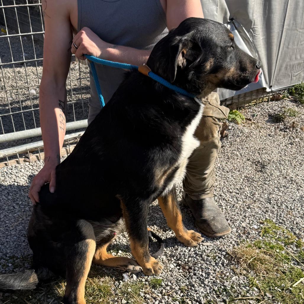 Quinncy, a Adoptable mixed breed in Washburn, MO image 6/6