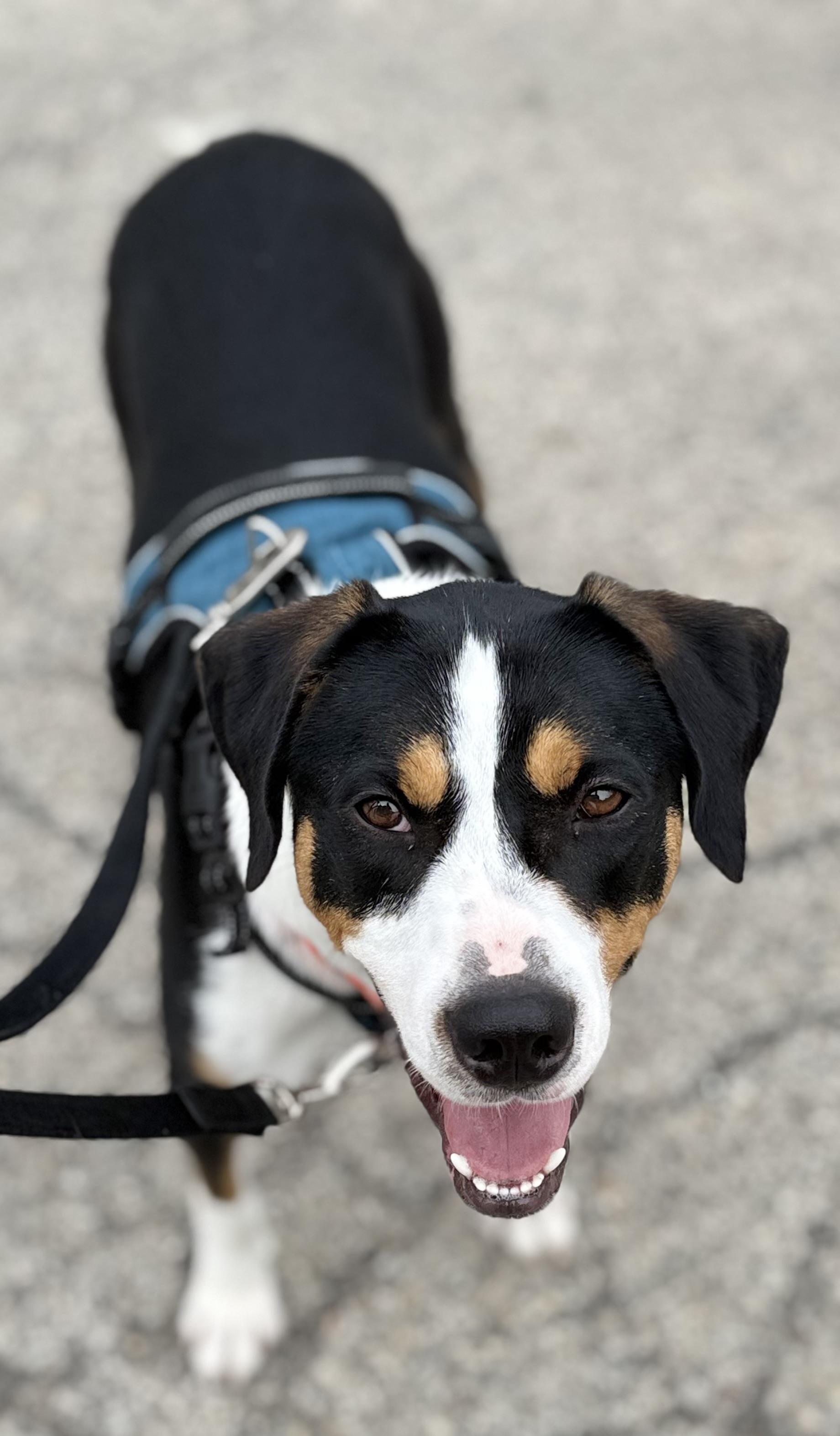 Buddy, a ADOPTABLE mixed breed in Crystal Lake, IL image 4/6
