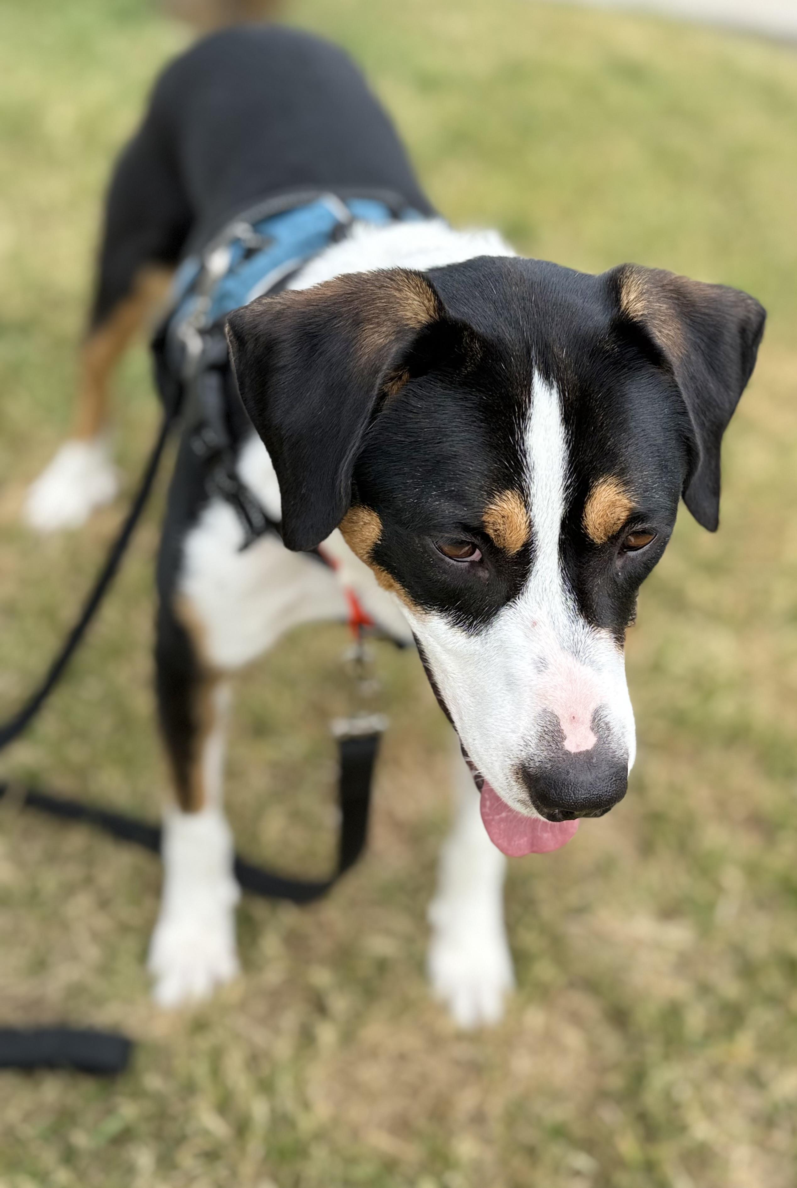 Buddy, a ADOPTABLE mixed breed in Crystal Lake, IL image 2/6