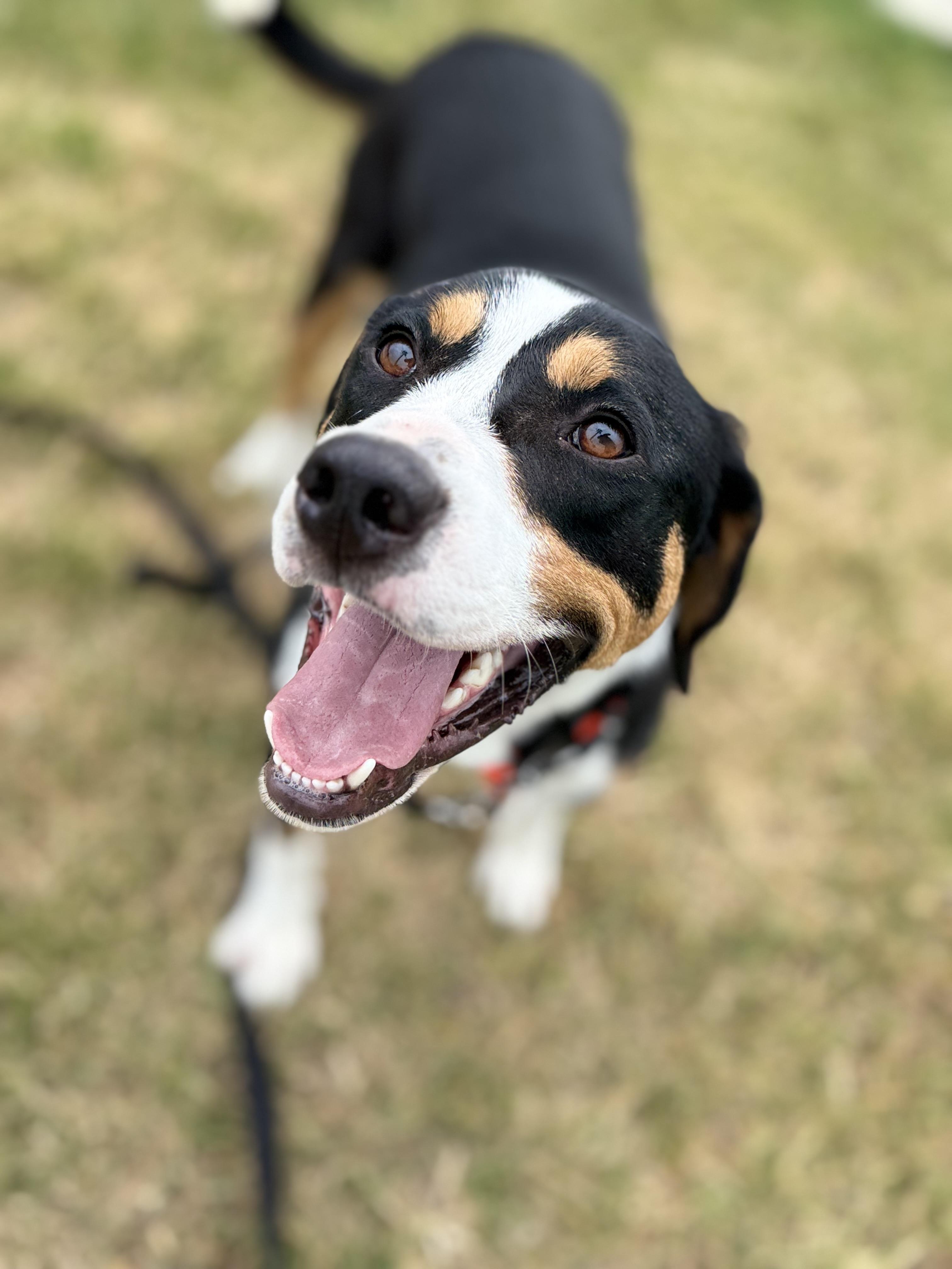 Buddy, ADOPTABLE, Adult Male Hound.