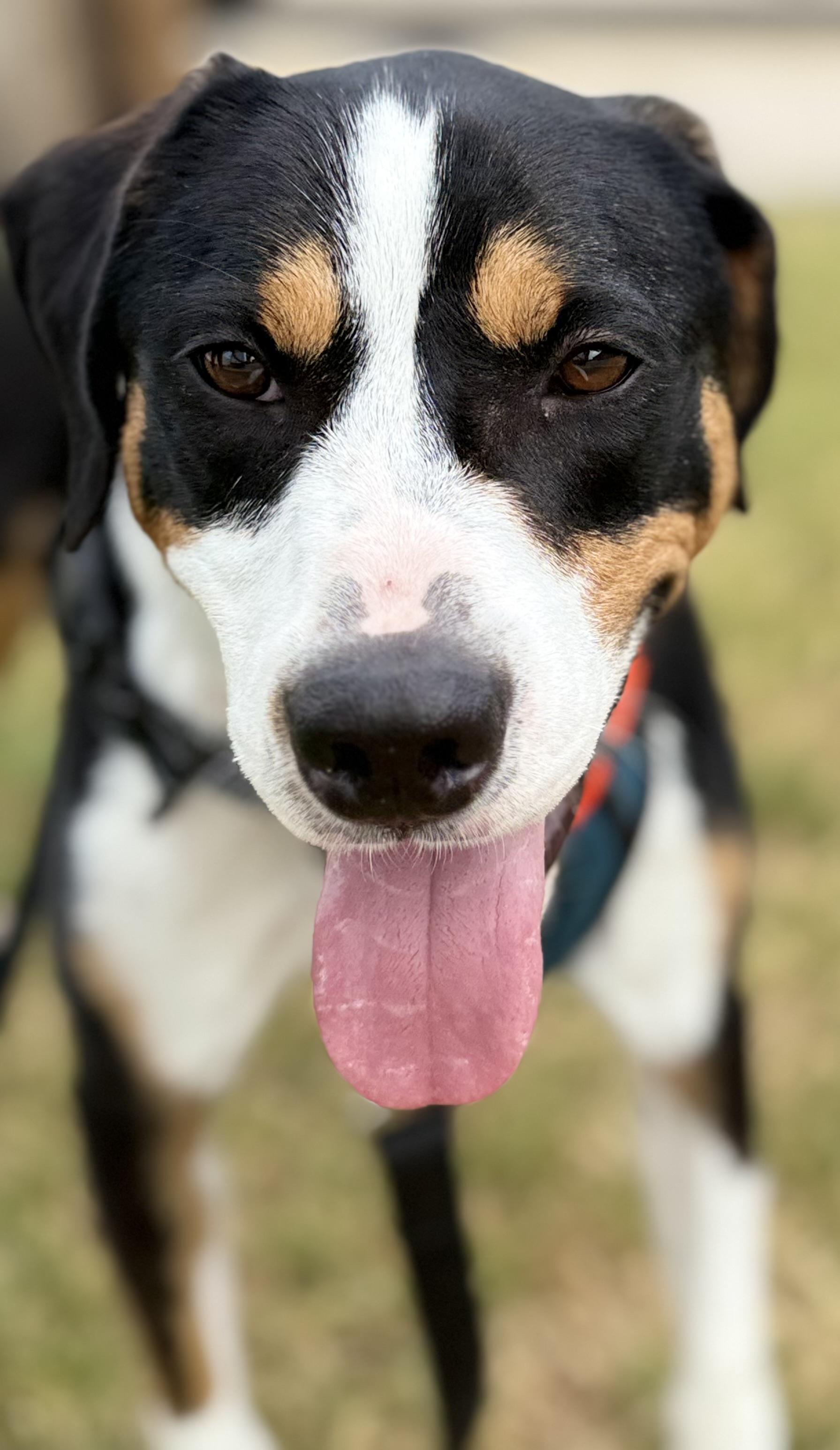 Buddy, a ADOPTABLE mixed breed in Crystal Lake, IL image 6/6