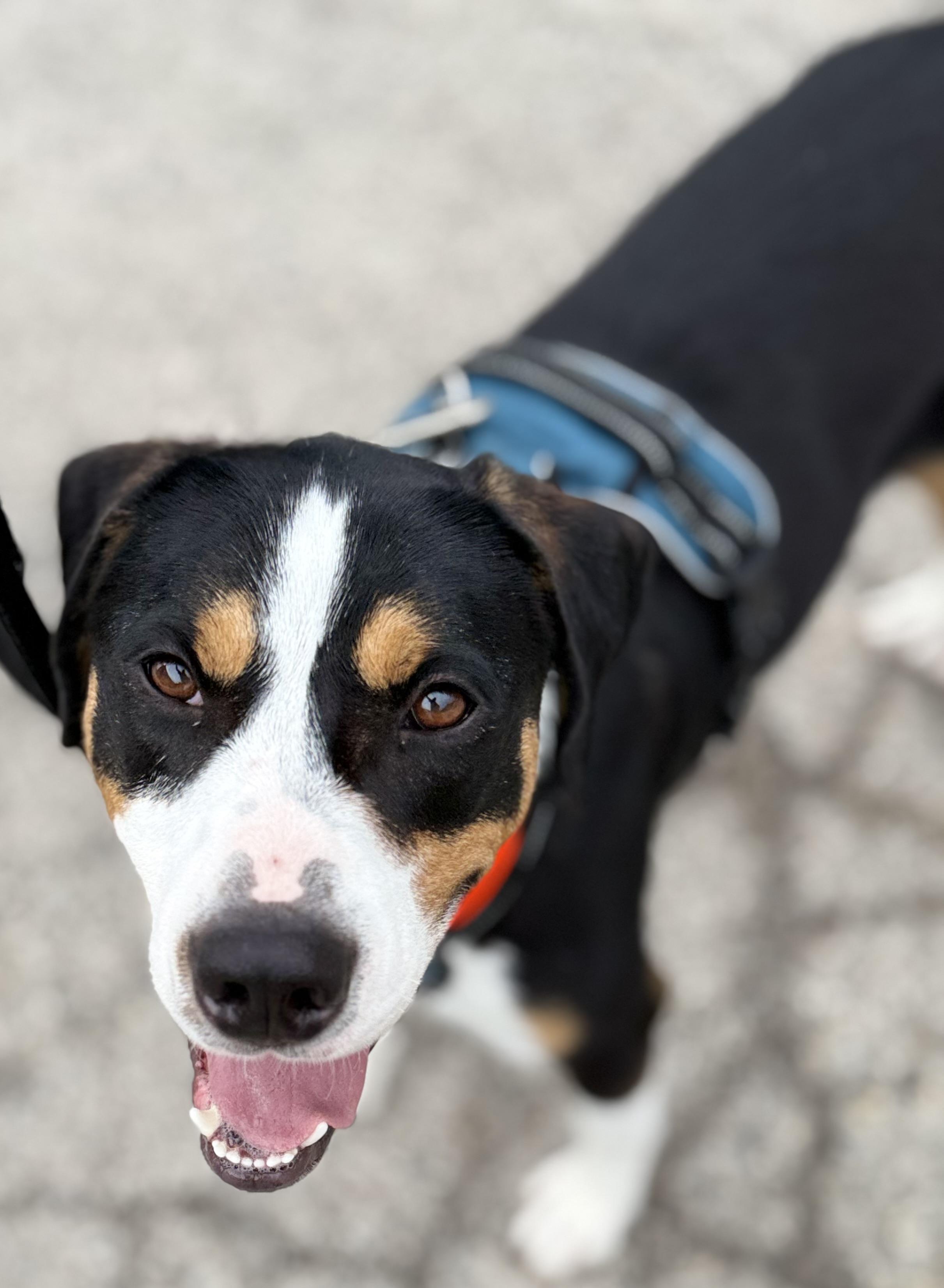 Buddy, a ADOPTABLE mixed breed in Crystal Lake, IL image 3/6