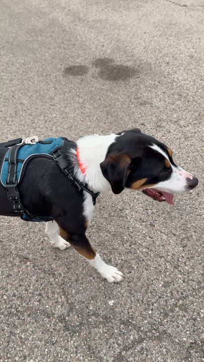 Enlarge Buddy, a ADOPTABLE mixed breed in Crystal Lake, IL video 5/6