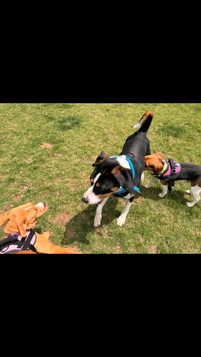 Enlarge Buddy, a ADOPTABLE mixed breed in Crystal Lake, IL video 6/6