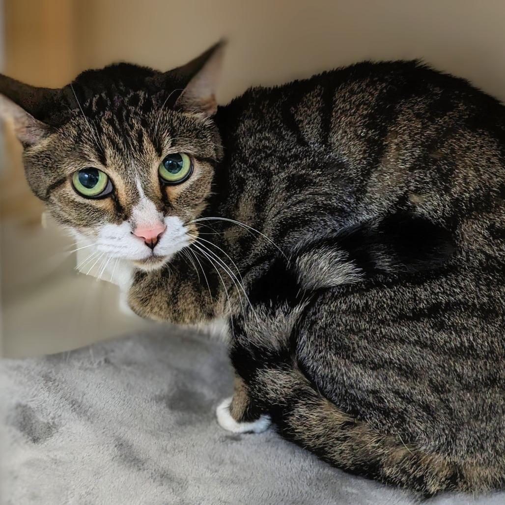 Lexi, Adoptable, Adult Female Domestic Short Hair.