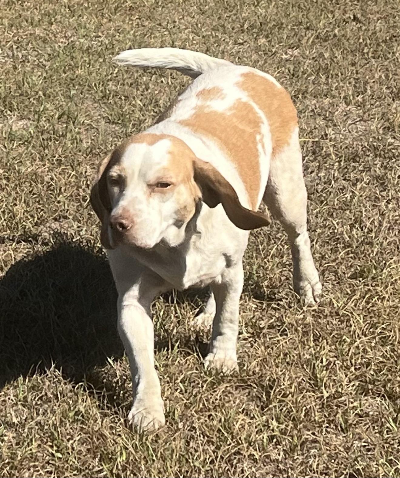Sweet Cheeks. (Ready for a Nap and a Snuggle), adoptable, Adult Female Beagle.