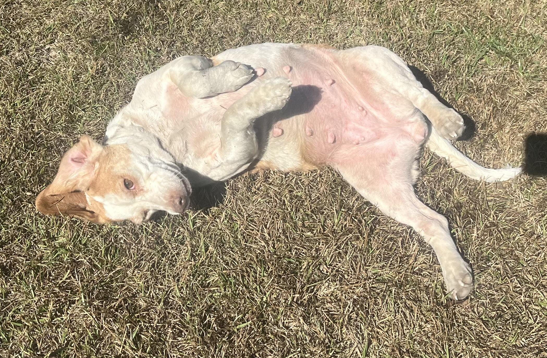 Enlarge Sweet Cheeks. (Ready for a Nap and a Snuggle), an adoptable mixed breed in South Amboy, NJ image 2/5