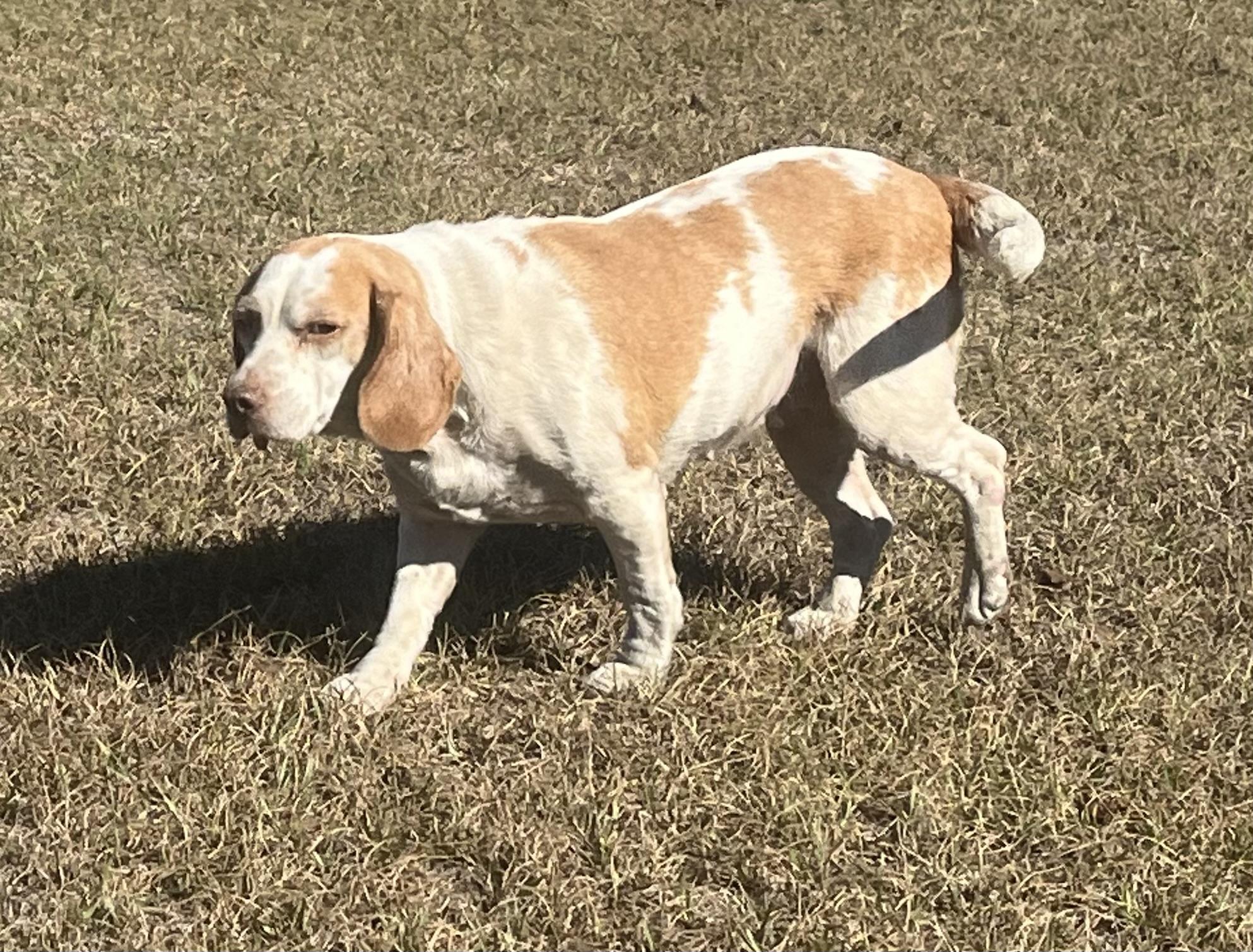 Enlarge Sweet Cheeks. (Ready for a Nap and a Snuggle), an adoptable mixed breed in South Amboy, NJ image 3/5