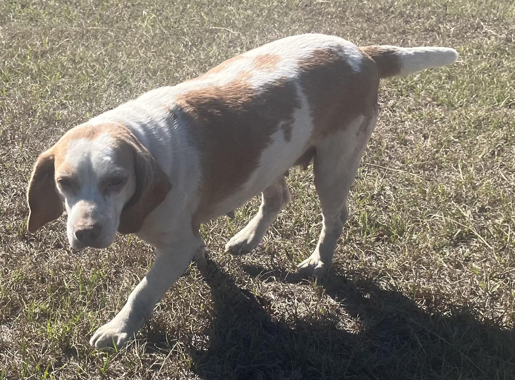 Enlarge Sweet Cheeks. (Ready for a Nap and a Snuggle), an adoptable mixed breed in South Amboy, NJ image 4/5
