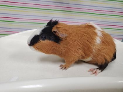 Enlarge Mera, a Adoptable mixed breed in Maumee, OH image 2/2