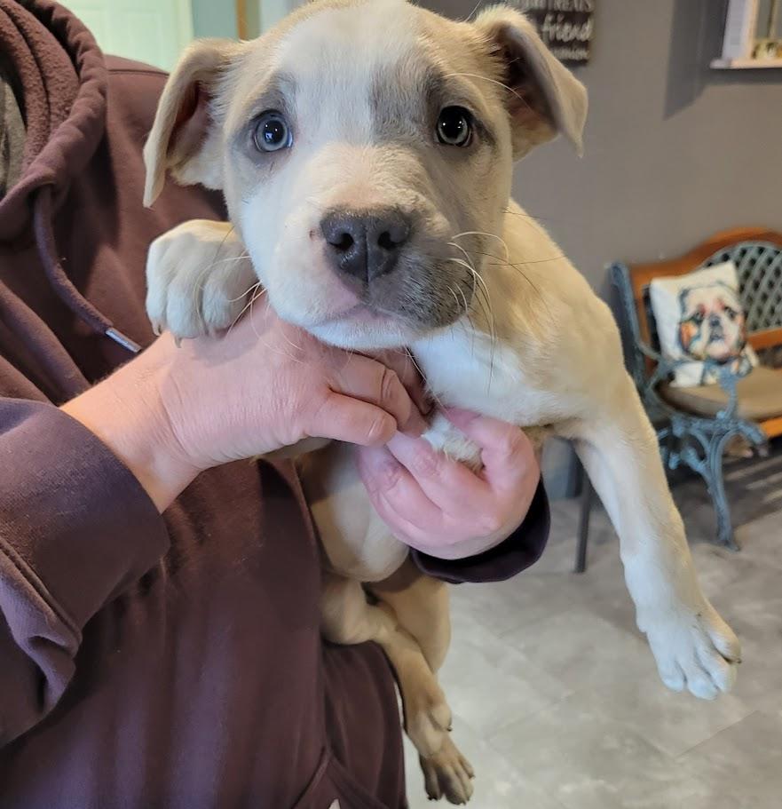 Edith, ADOPTABLE, Puppy Female Pit Bull Terrier.