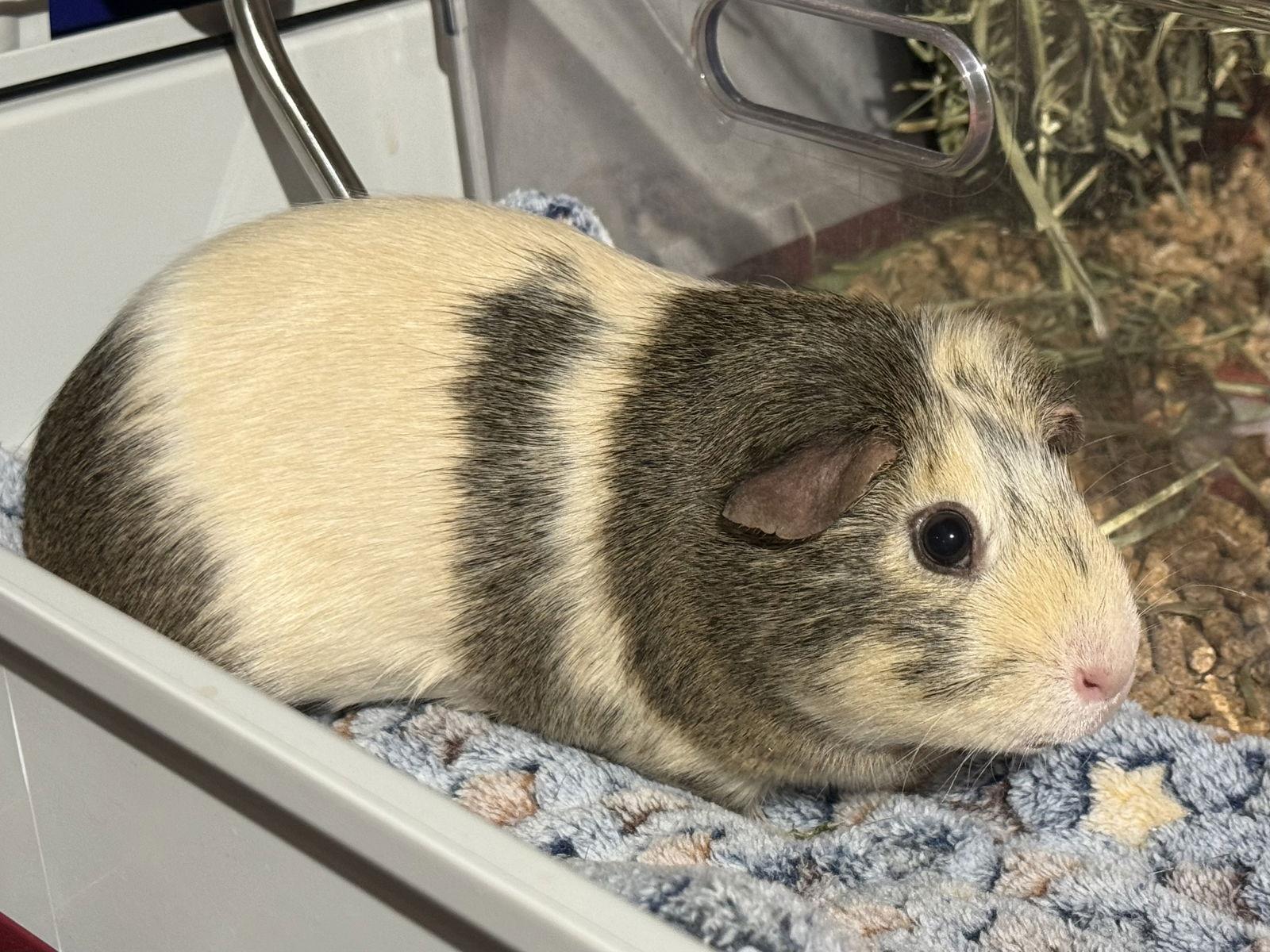 Enlarge Hibiscus, a Adopted Guinea Pig in Marshfield, WI image 1/1