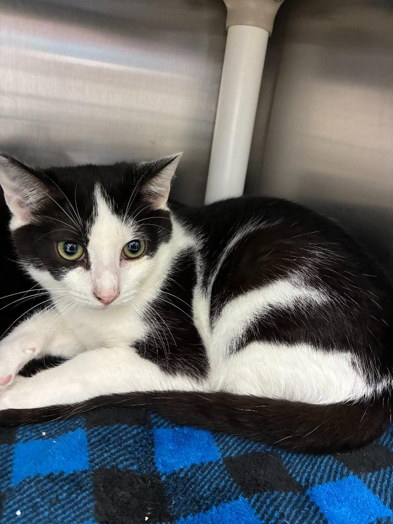 Klaus, Adoptable, Kitten Male Domestic Short Hair.