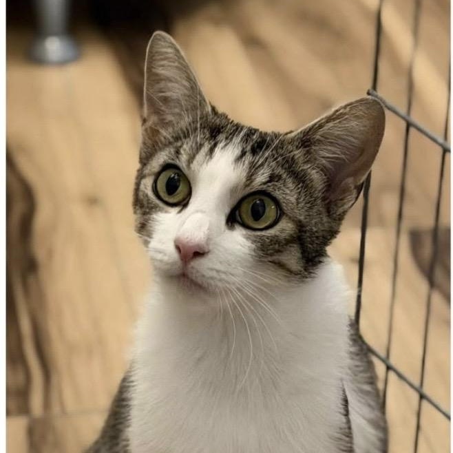Opal, a ADOPTABLE mixed breed in Santa Rosa, CA image 2/2